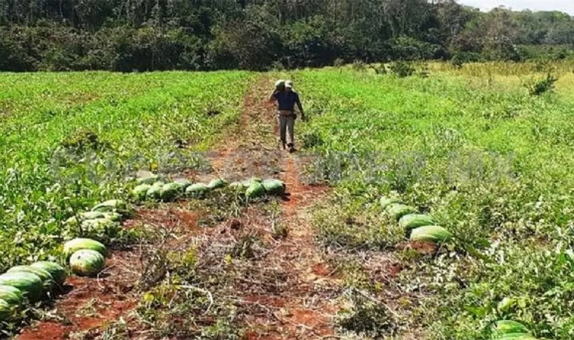 Productores denuncian daños a sus cosechas