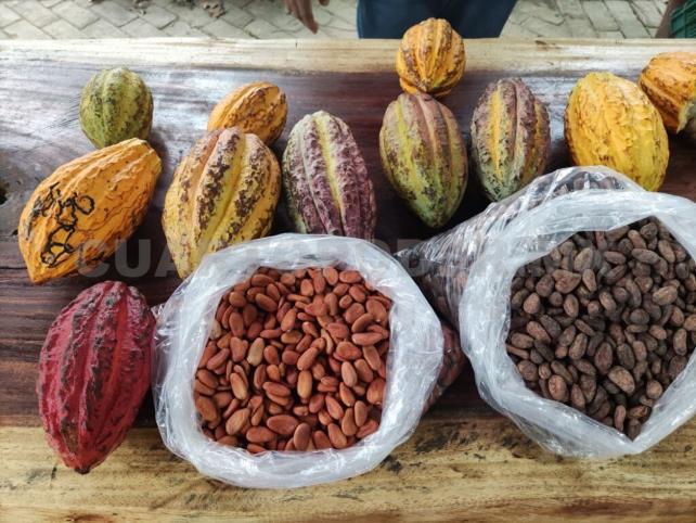Dan fecha para Festival del Cacao Palenque 2023