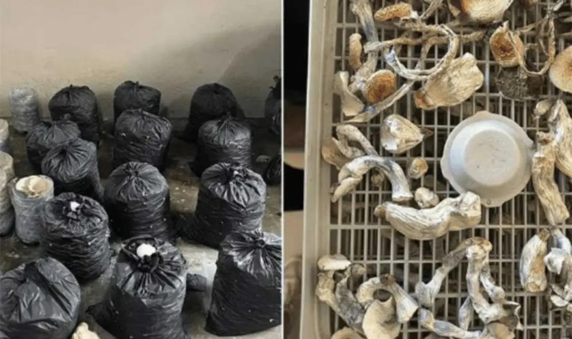 Asegura FGJEM narco invernaderos en un municipio