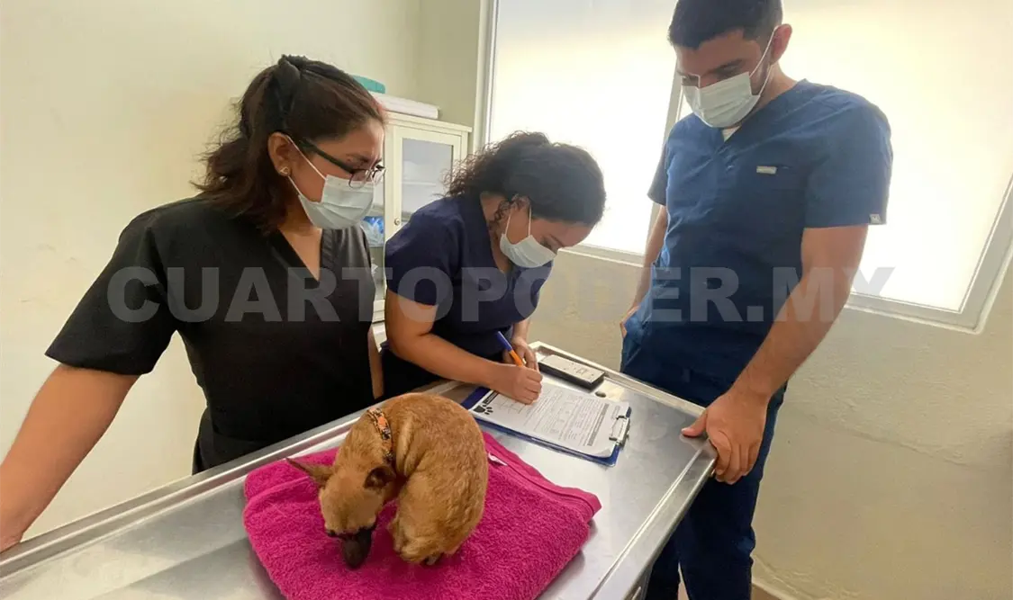 Convocan a esterilizar a perros y gatos machos