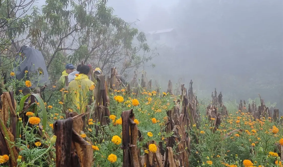Utilizan el cempasúchil como segunda siembra
