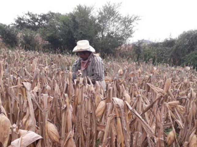 Cambio climático impacta en la producción de maíz