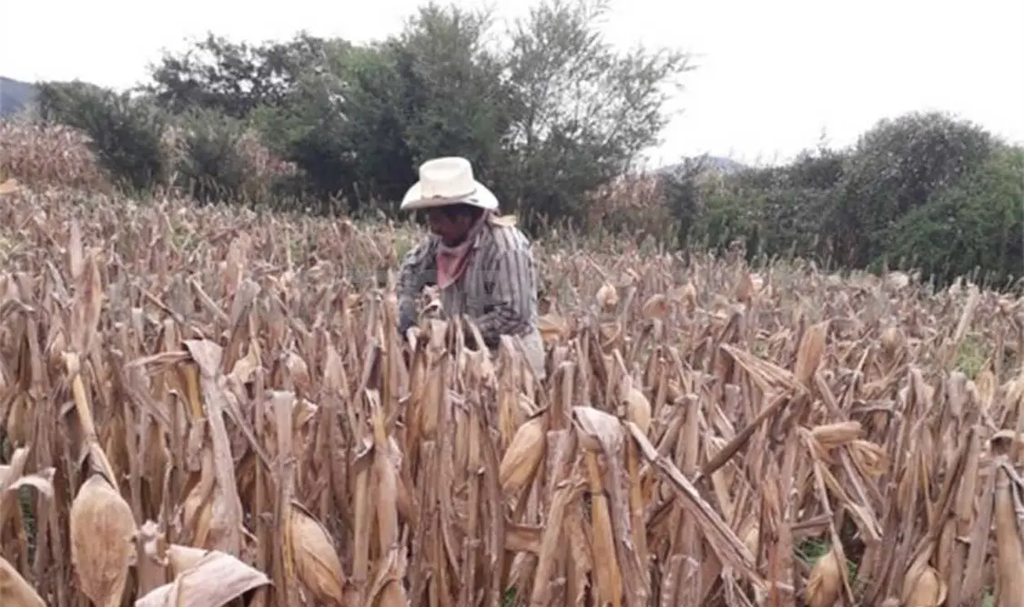 Los campesinos padecen el cambio climático, por ello instan a mejores prácticas. CP