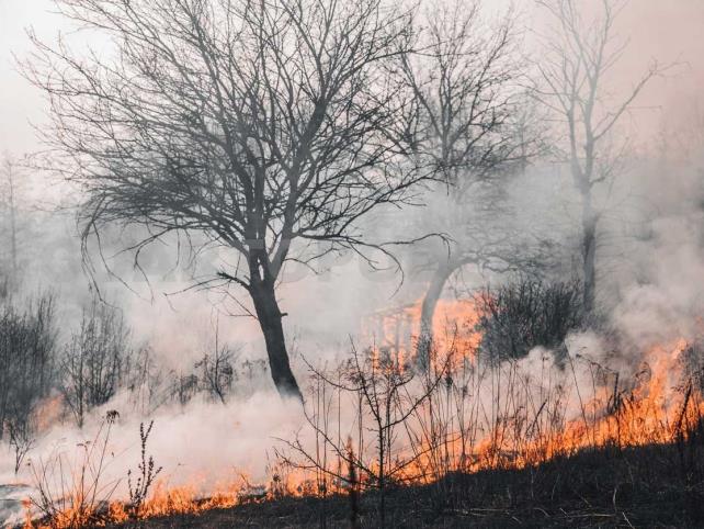 Lanzan app para registrar quemas agropecuarias