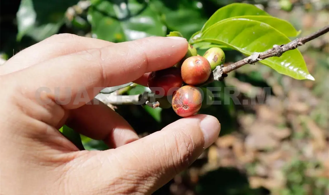 Pese a los desafíos en algunas zonas de Chiapas, el panorama es positivo para la producción de café. Carlos López / CP 
