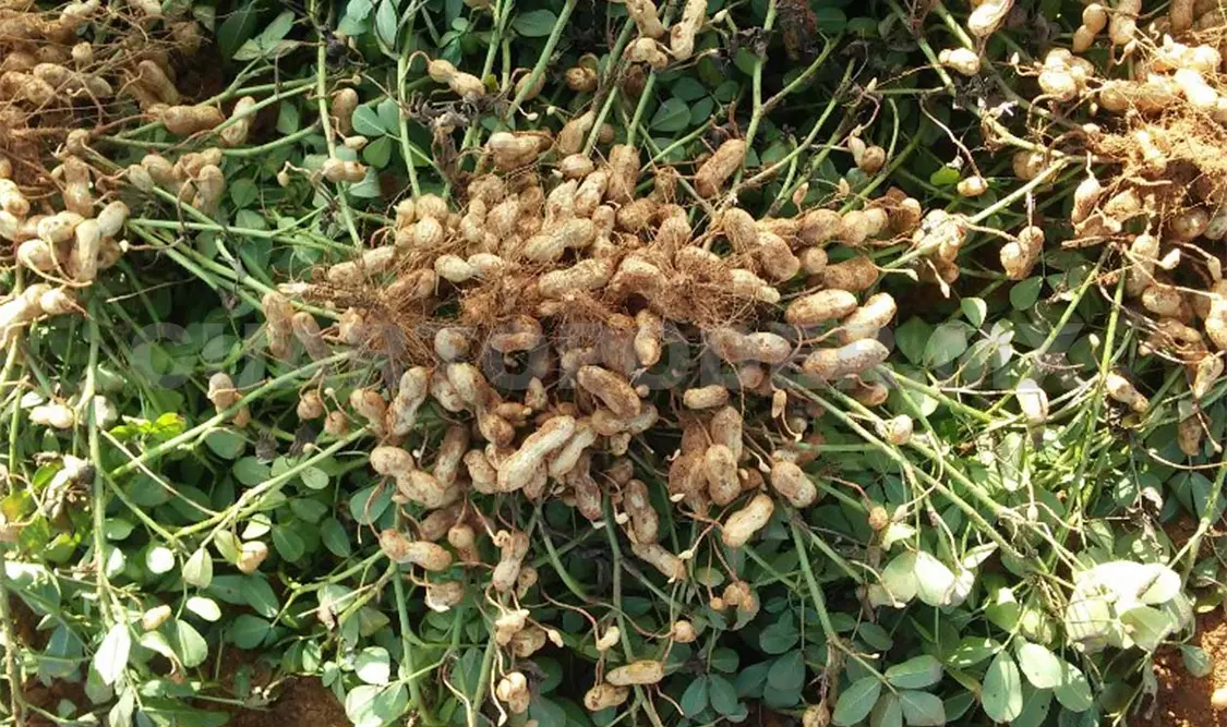 El Cimmyt y otros organismos han promovido el cultivo de cacahuate en Chiapas por sus beneficios. Cortesía