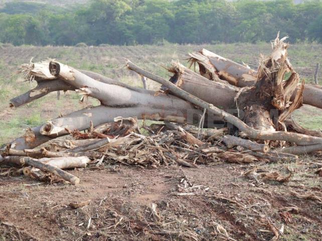 Se pierden más de 644 hectáreas de bosques