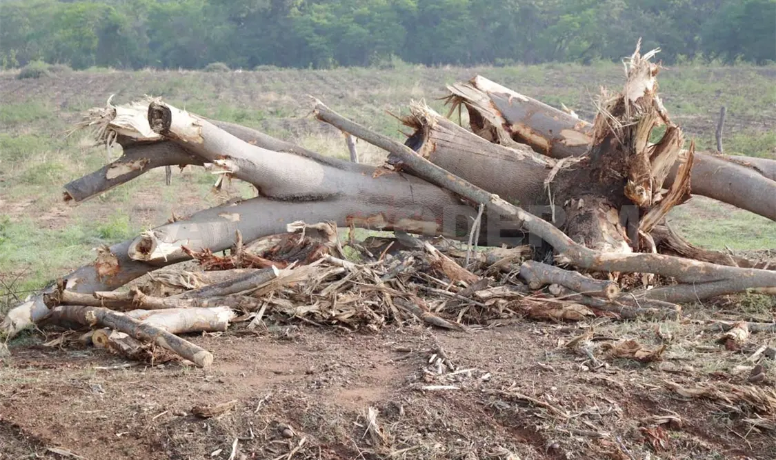 Se pierden más de 644 hectáreas de bosques
