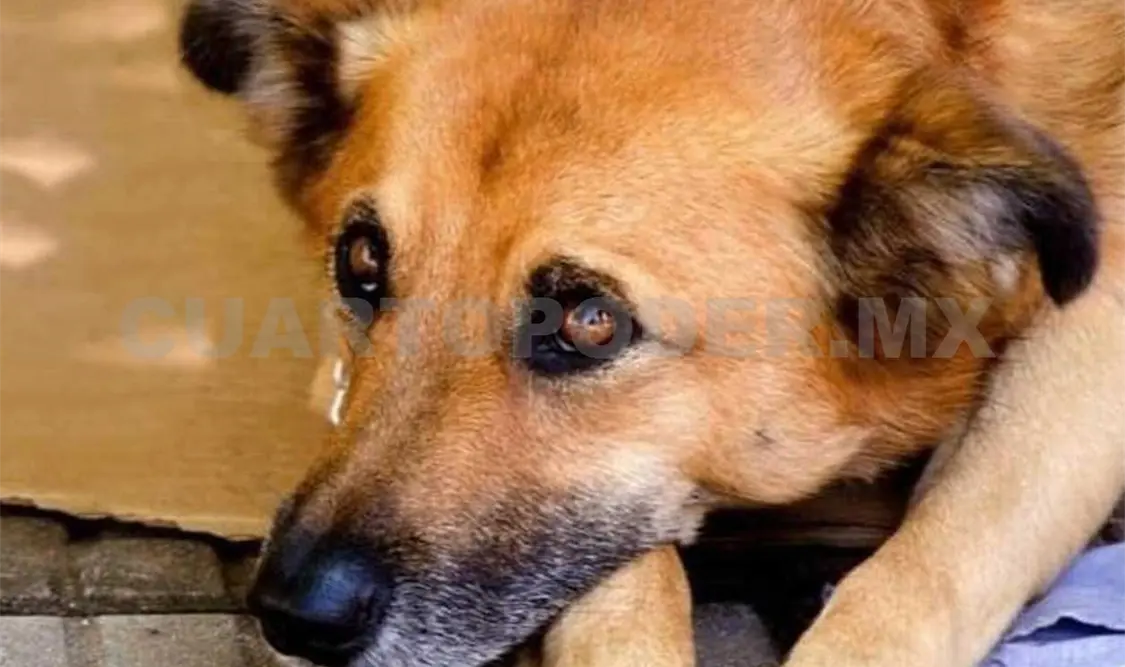 Los perros son blanco de maltrato por la población, es por ello que existen sanciones severas ante este tipo de hechos. CP