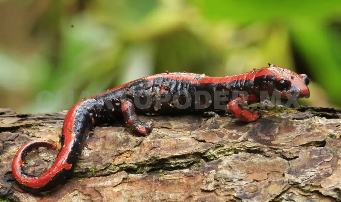 Los anfibios son considerados los primeros indicadores del cambio climático. Cortesía