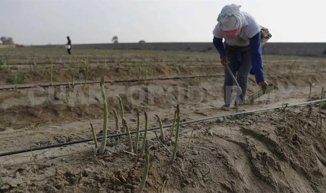 Territorio hace uso del 65 % en el sector agropecuario