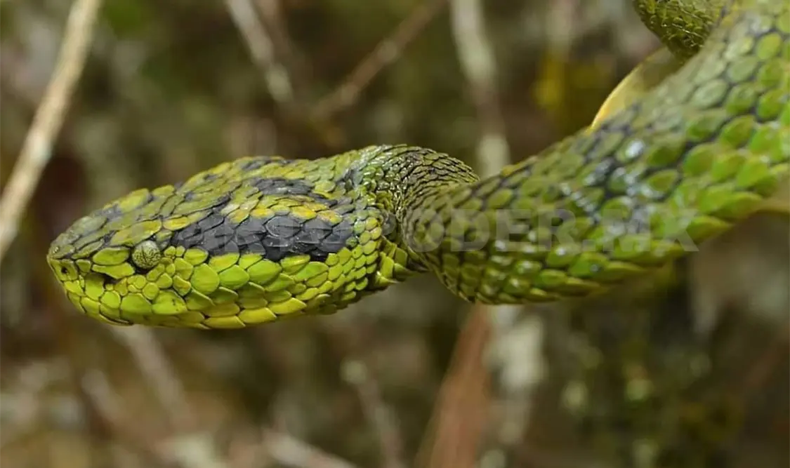 Piden no fomentar el miedo a reptiles
