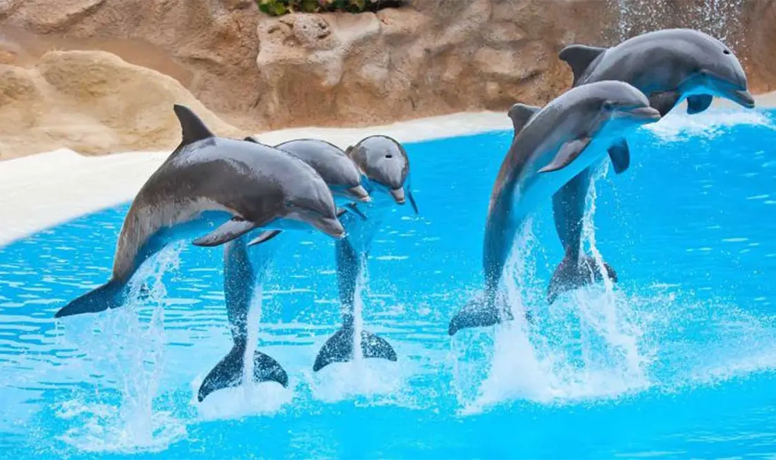 Avanza ley para prohibir shows con mamíferos marinos
