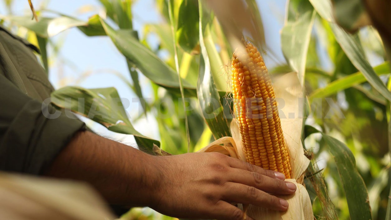 Maestría en Sistemas Agroalimentarios Sustentables
