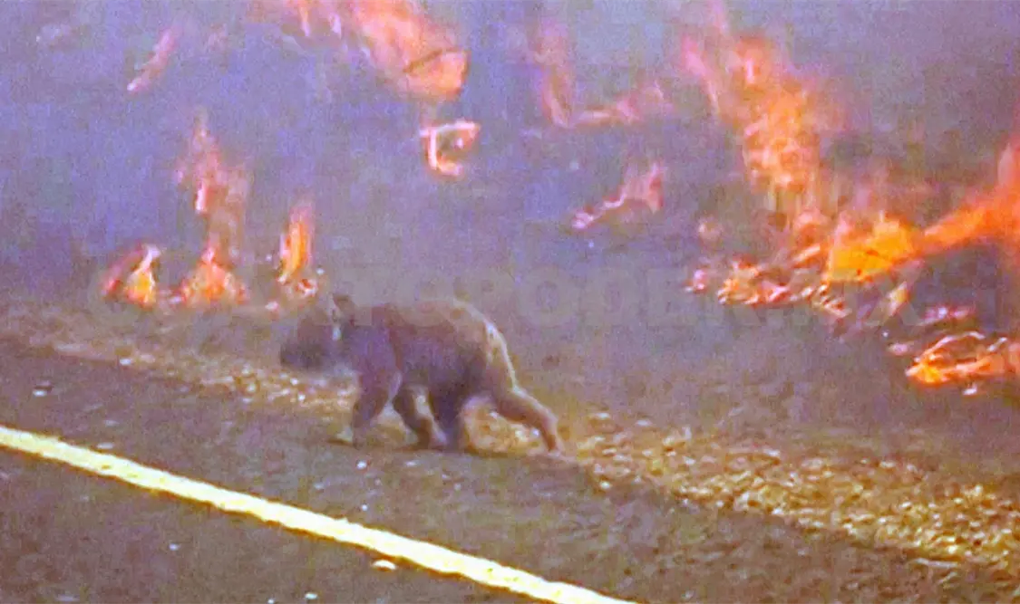 Incendios arrasan con la fauna local