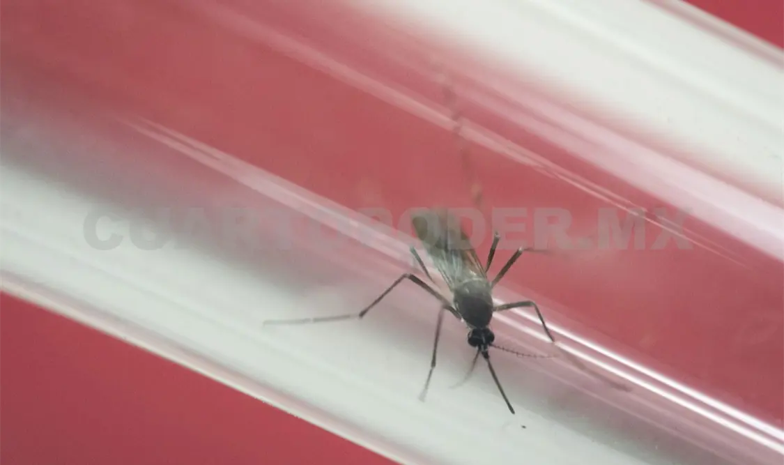 Tres veces más contagios de dengue: DGE