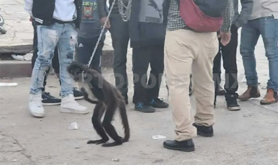 De mascota un mono araña, en el municipio de Chamula