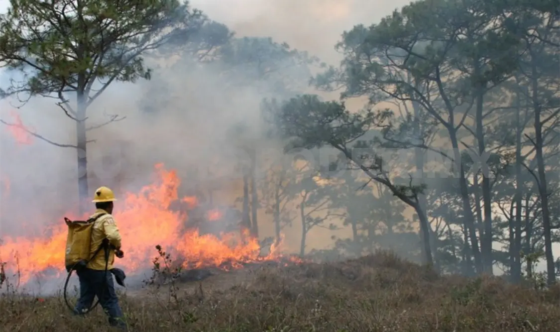 Baja la producción lechera ante incendios en Arriaga