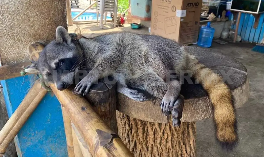 Realizan aseguramientos de vida silvestre