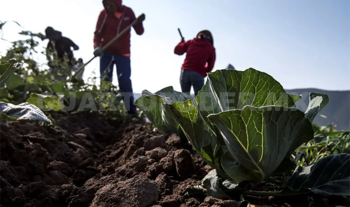 Destinan más de cinco mil 600 mdp a productores