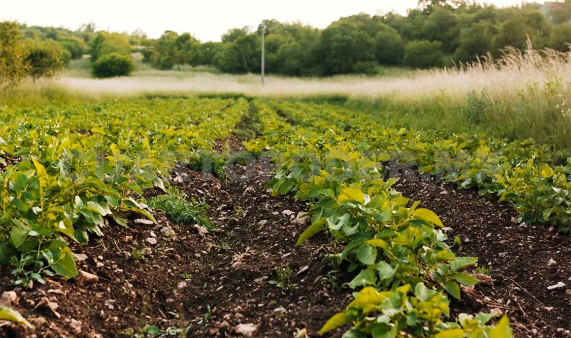 Instan a revertir niveles de nitratos en suelo agrícola