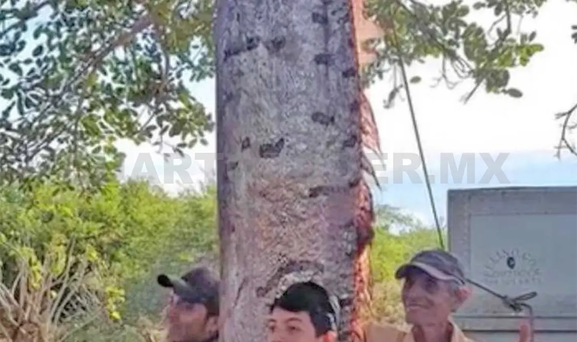 Capturan enorme pez en el océano Pacífico