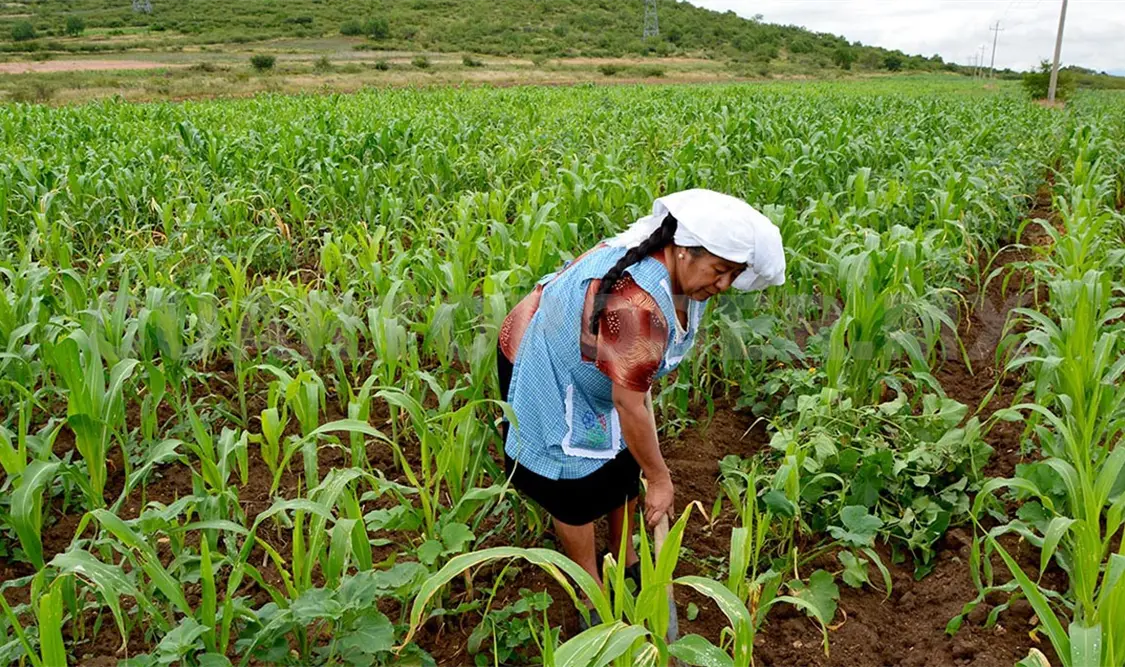 Agricultores: insumos caros y suelos infértiles