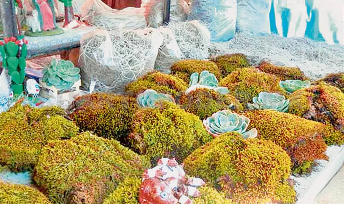 Extracción y venta de musgo impacta ecosistemas