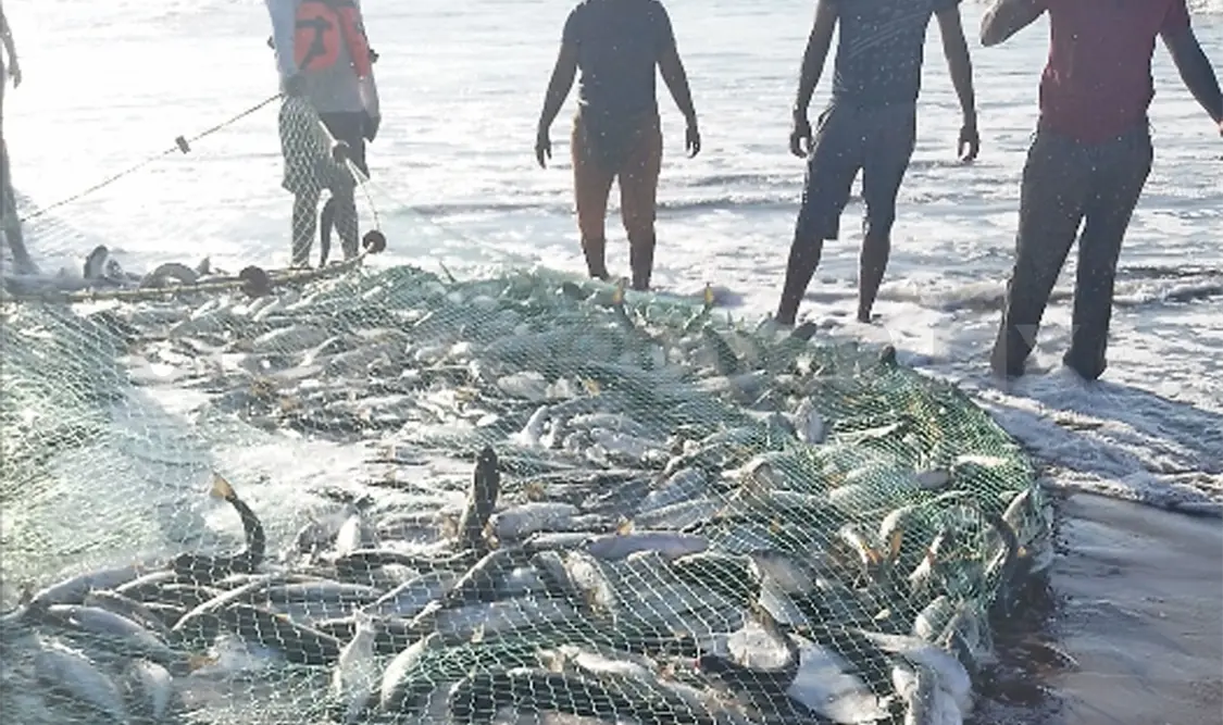 Sorprendente pesca en zona de Playa del Sol