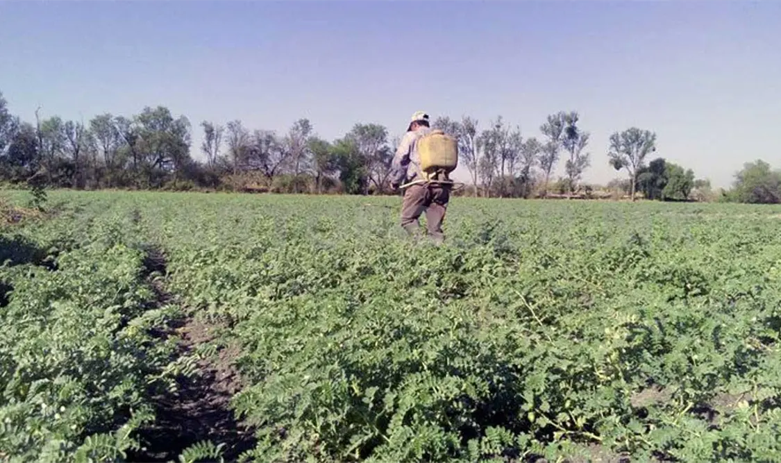 Introducen garbanzo para fertilidad de los suelos