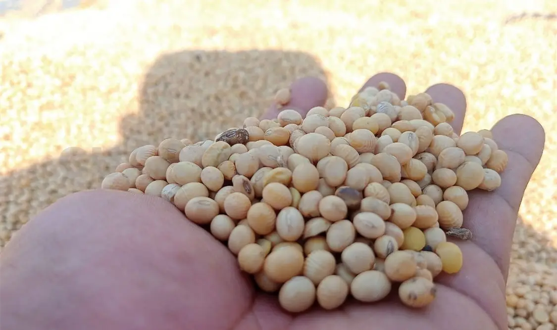 A la baja la producción de soya en el Soconusco
