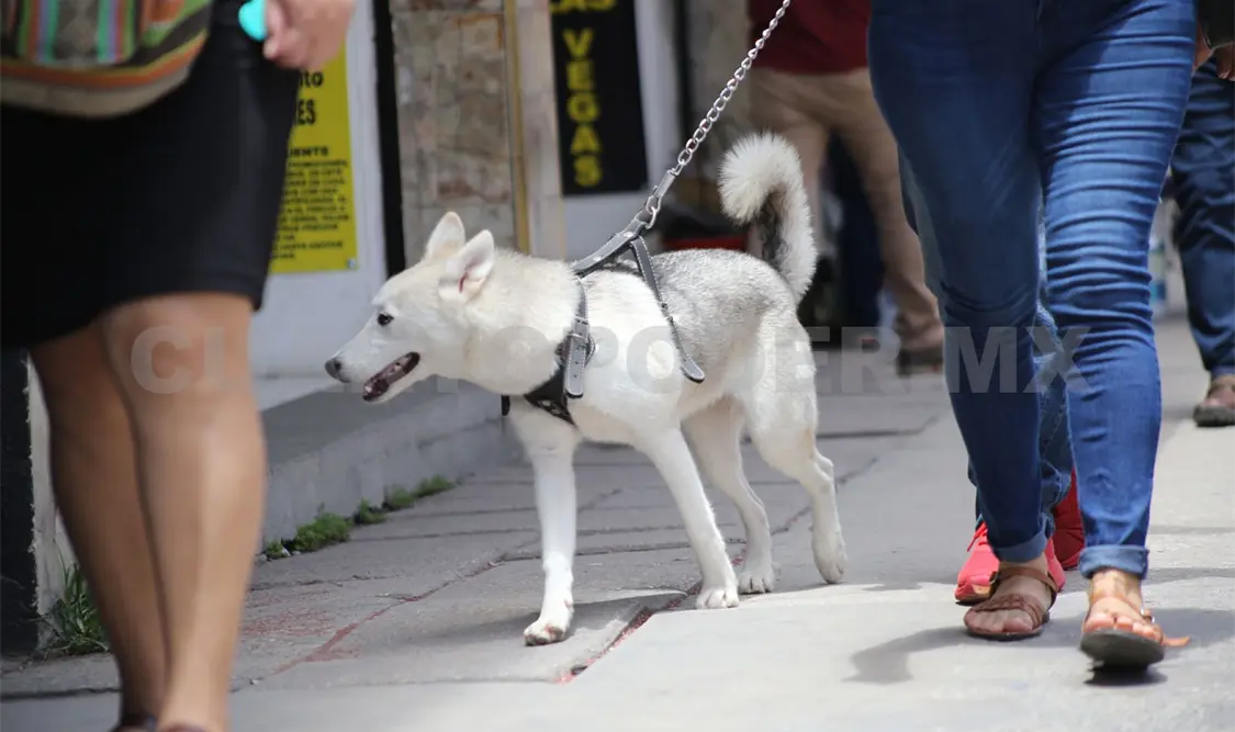 Mascotas también padecen los estragos del invierno