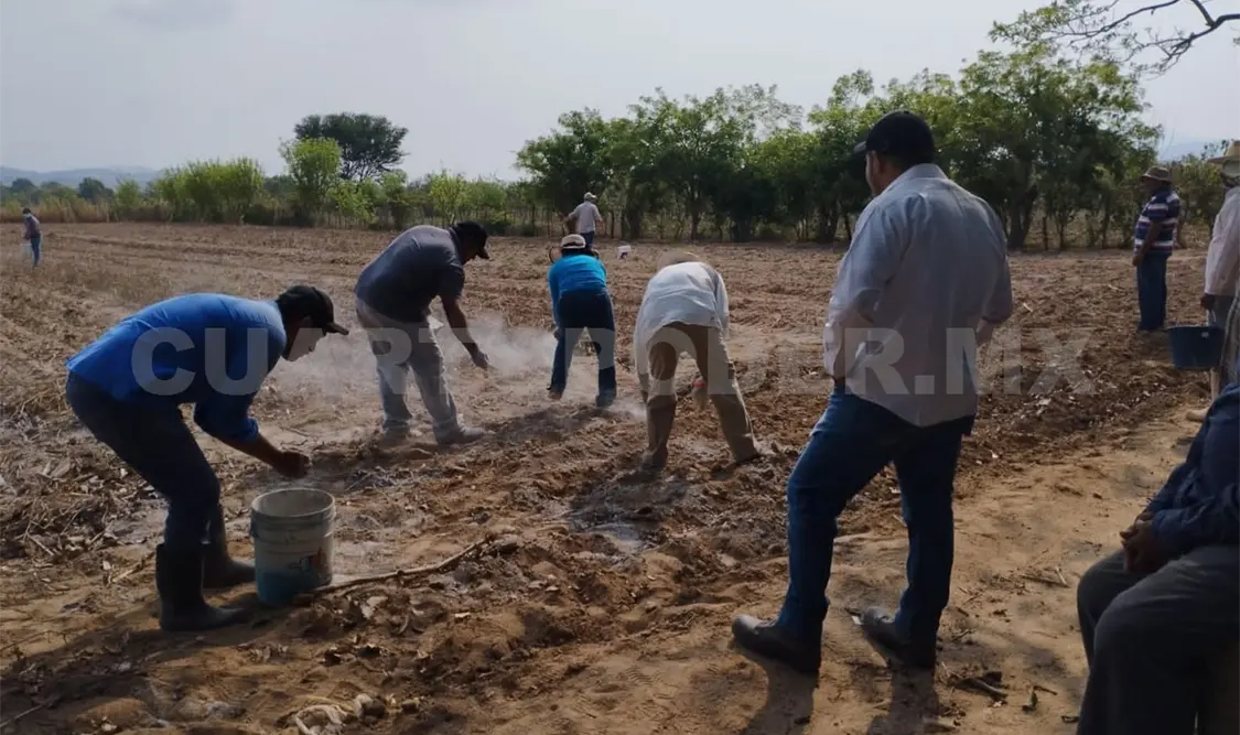 Cultivo de chícharo abona a la fertilidad de los suelos