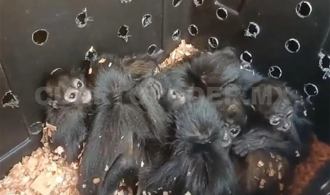 Aseguran 20 monos araña en Chiapas