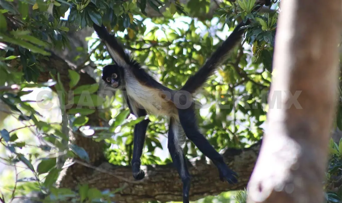 Piden ayudar a monos araña decomisados