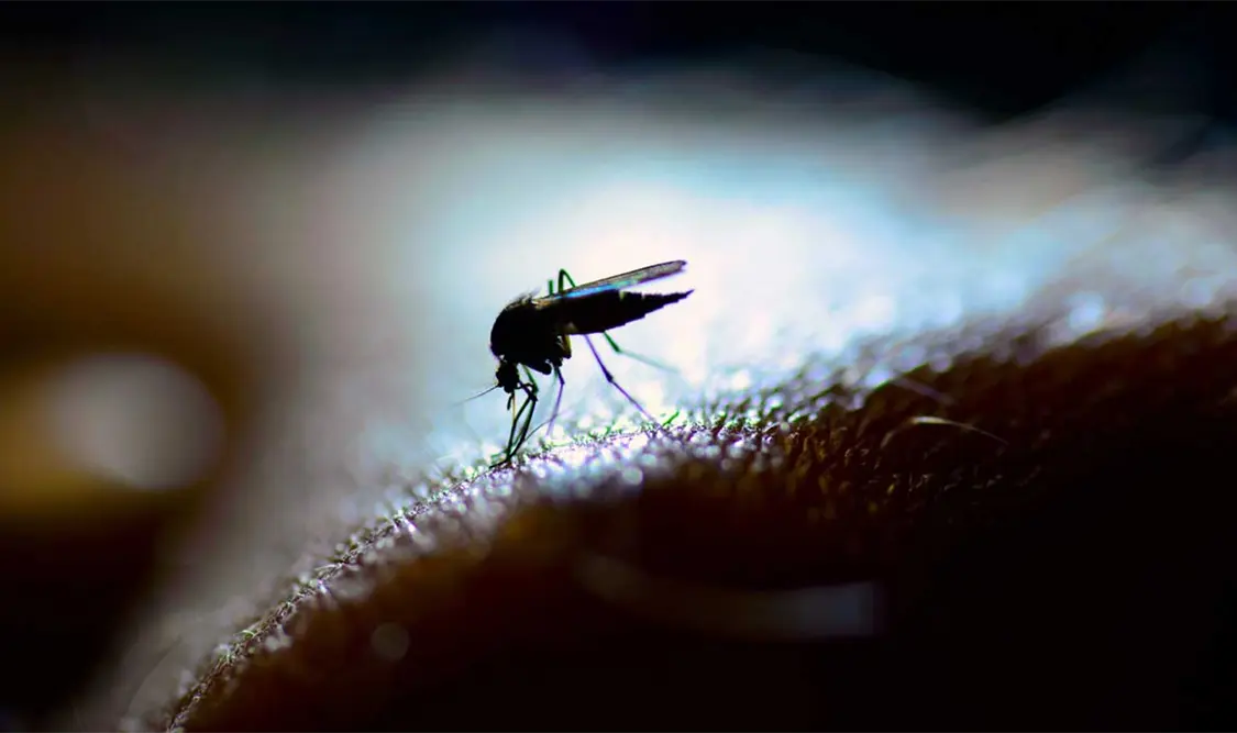 Reportan más de tres mil contagios de dengue en el Sur