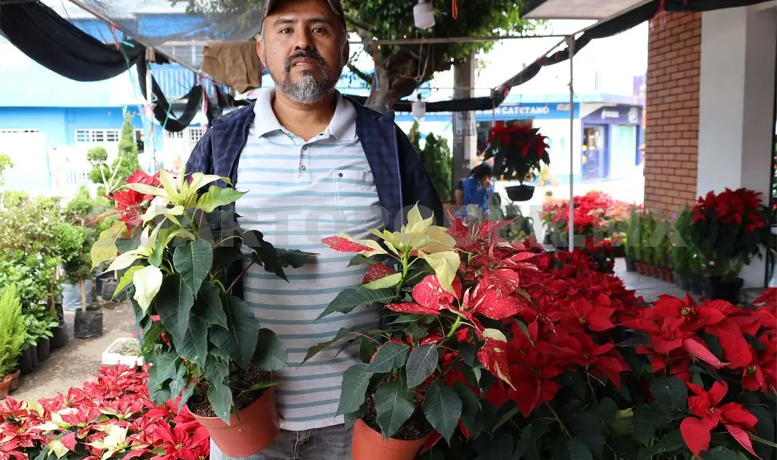 Ofrecen nochebuenas a bajo costo cerca del mercado 5 de Mayo