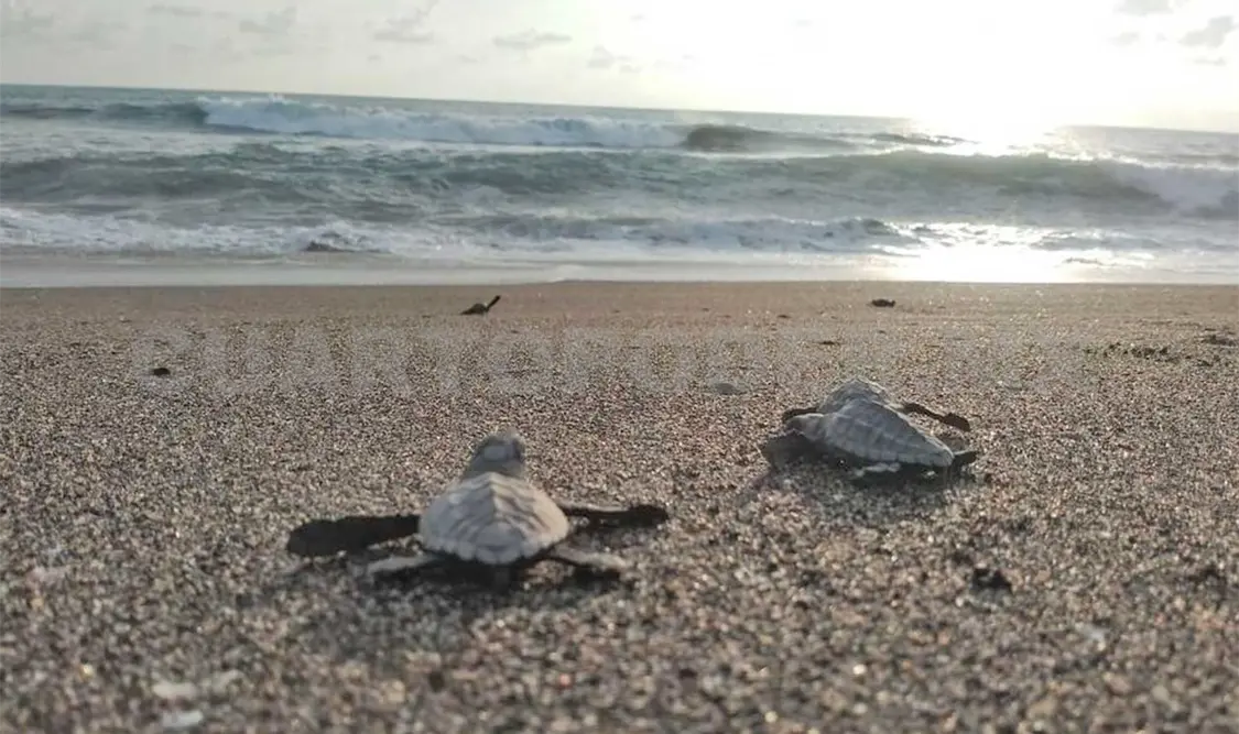 Depredadores de huevos de tortuga van en aumento