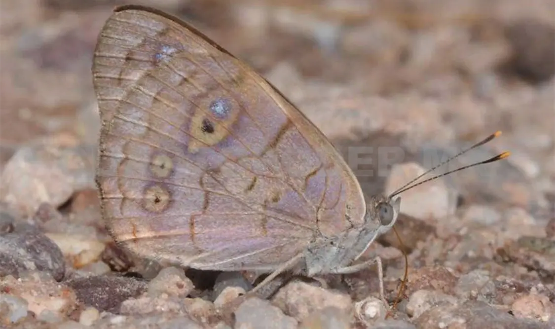 La mariposa púrpura viaja a Chiapas en busca de un buen clima. CP
