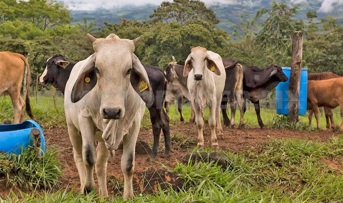 Destaca Chiapas en potencia genética ganadera