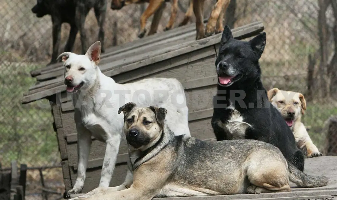 Pirotecnia puede ocasionar la muerte de mascotas