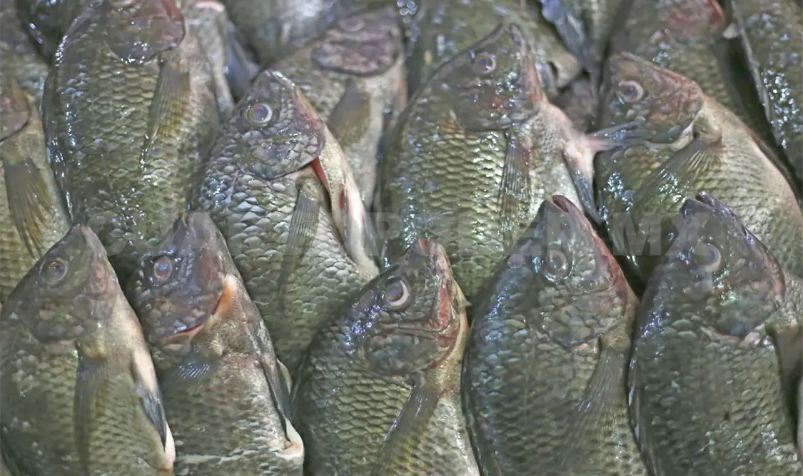Contenido de mercurio en pescados no es riesgoso