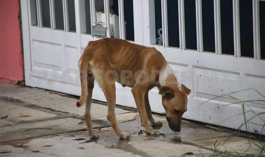 Registran sobrepoblación animal en situación de calle