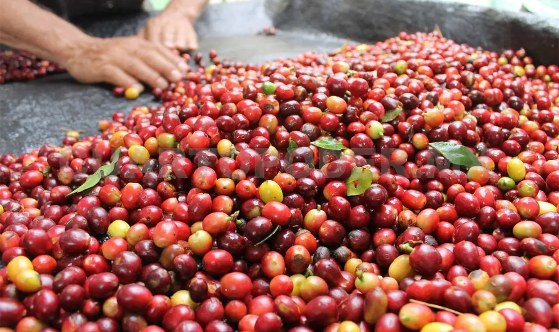 Cambio climático afecta la producción y cultivo del café