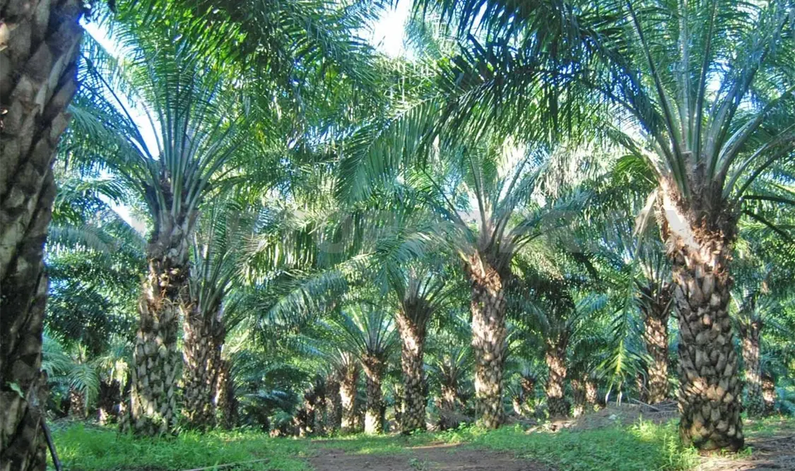 Cultivo de palma de aceite tuvo buen año