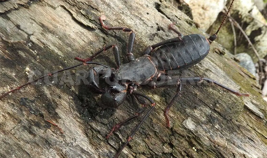 Especie ubicada en Comitán, Chiapas. CP