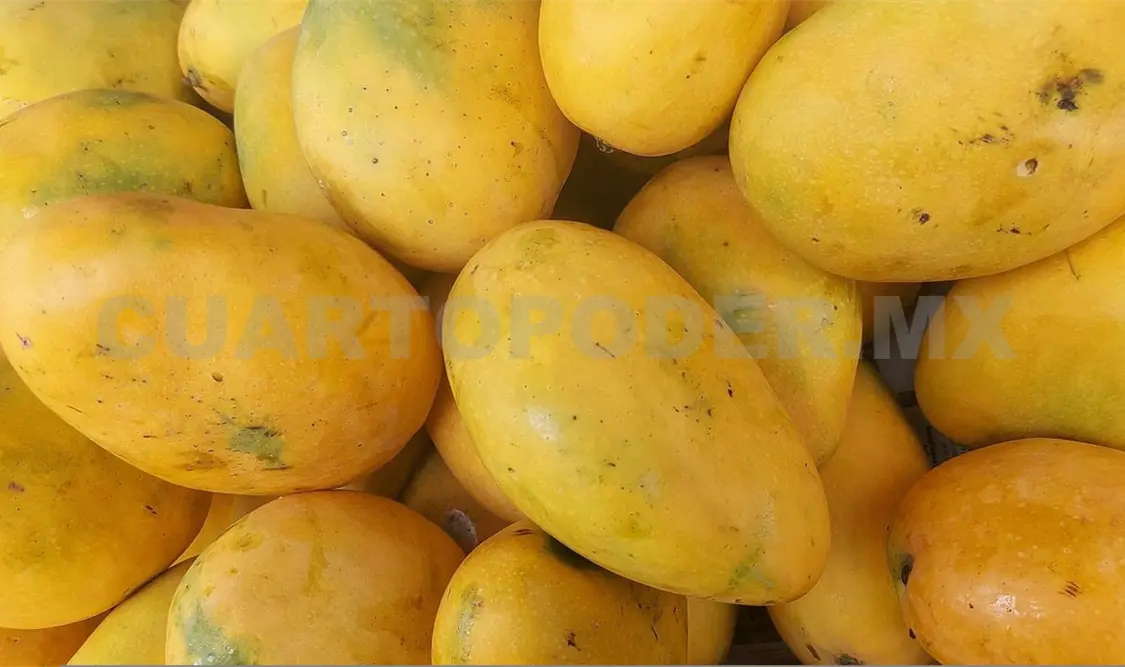 Mango Ataulfo con alto contenido de fibra dietaria