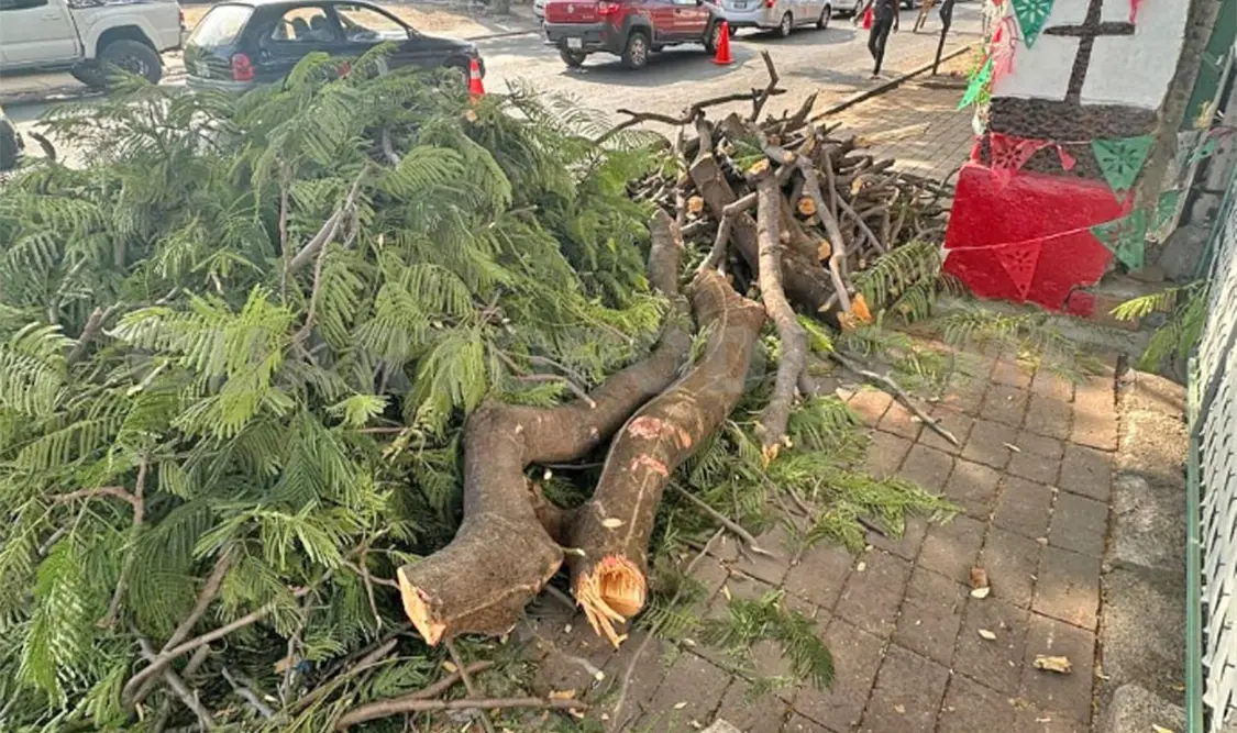 Llaman a atender tala de árboles en Tuxtla Gutiérrez