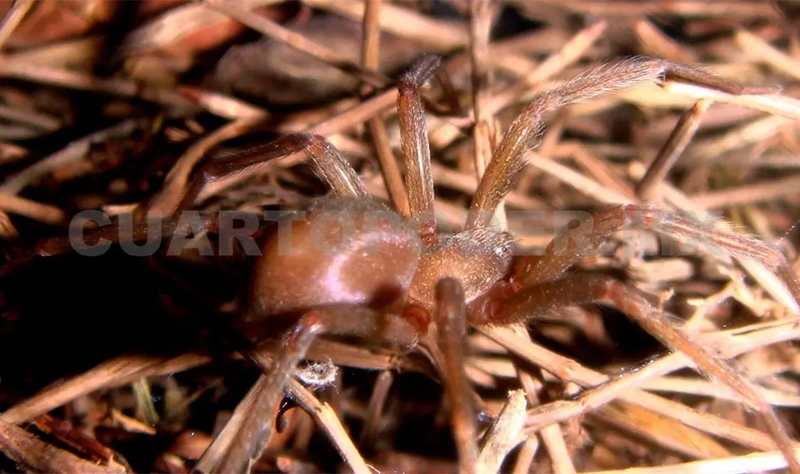 Registran presencia de nueva araña en Chiapas