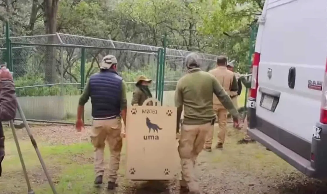 El equipo de técnicos y médicos de la Cepanaf ha trabajado para asegurar que el lobo viaje seguro y protegido. Cortesía
